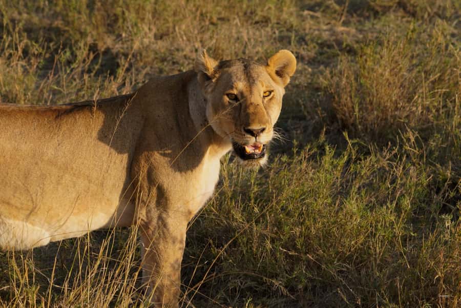 4 Days Tarangire, Serengeti, Ngorongoro Group Camping Safari - Four Days, Three Parks: The Safari Loop That Builds Excitement Fast