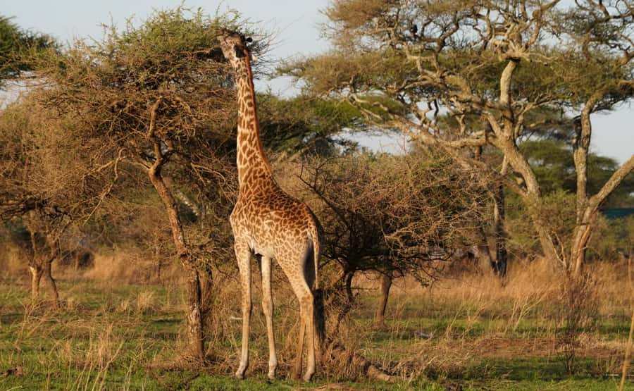 4 Days Tarangire, Serengeti, Ngorongoro Group Camping Safari - Tarangire National Park: Elephants, Baobabs, and Why This First Stop Matters