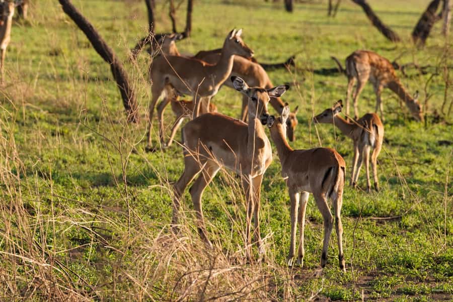 4 Days Tarangire, Serengeti, Ngorongoro Mid-range Safari - Key Things That Make This Safari Work Well