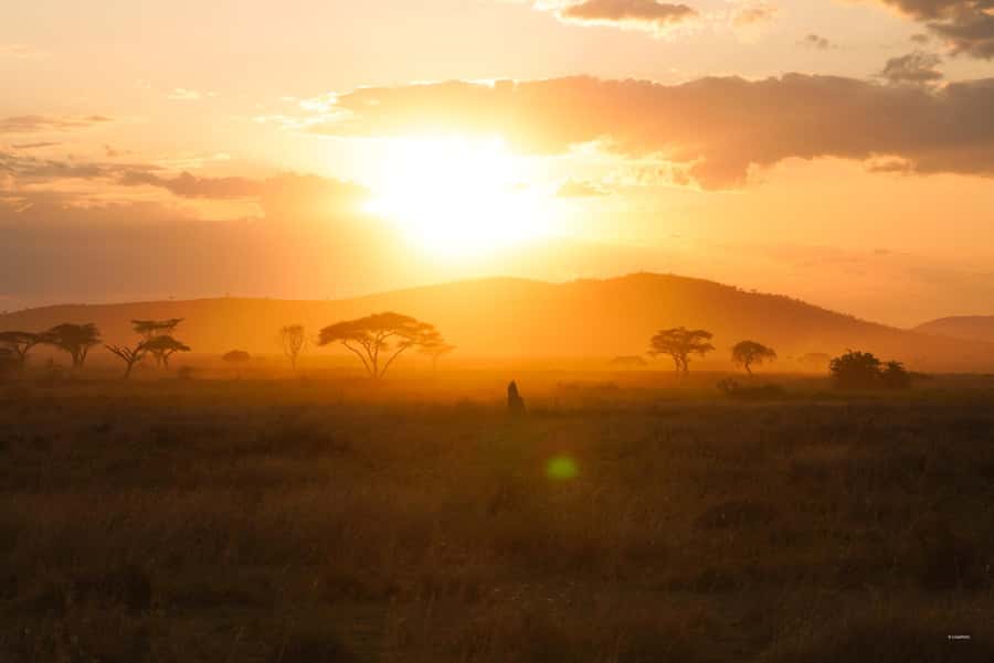 4 Days Tarangire, Serengeti, Ngorongoro Mid-range Safari - Day 2 Serengeti Afternoon Drive: Predators on the Move