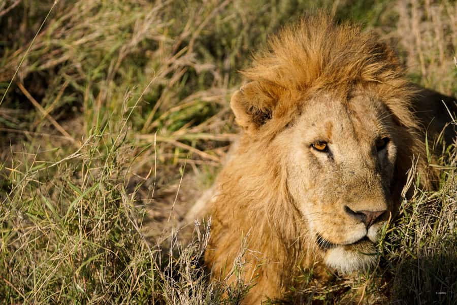 4 Days Tarangire, Serengeti, Ngorongoro Mid-range Safari - Day 4 Ngorongoro Crater: Big Five Chances in a UNESCO Bowl