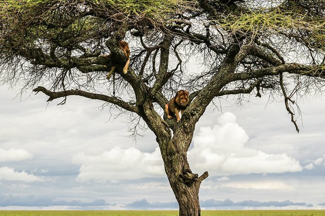 4-Days Tour to Tanzania National parks - Ngorongoro Crater: world-class caldera setting and a long game drive