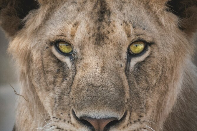 4-Days Tour to Tanzania National parks - Guides and small-group dynamics: what to expect from Maryo Tours