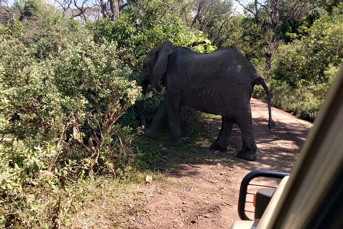 4-Days Tour to Tanzania National parks - Who this 4-day Tanzania parks safari suits best