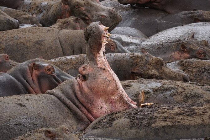 4 Days Wildlife Tanzania Adventure - Serengeti Day 3: early balloon option, then crater rim or Karatu overnight
