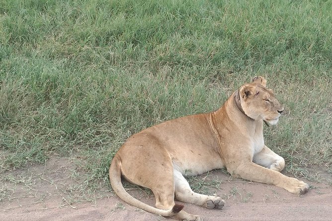 4day's Safari - Guides and drivers: what smart leadership looks like in the field