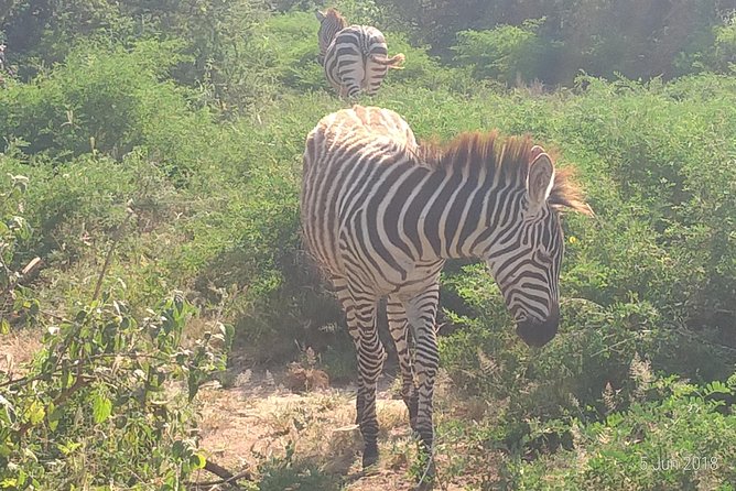 4day's Safari - Tarangire National Park, why a focused 4-day plan works