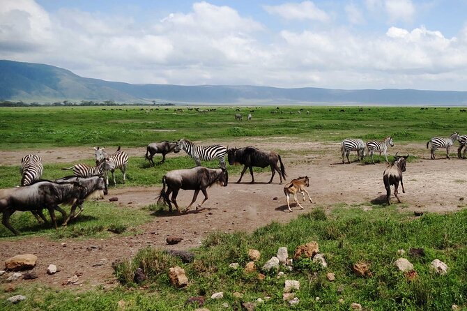5 day 4 Nights Private Adventure Camping Norther Tanzania Safari - Day 1 in Serengeti, Seronera camp base and picnic lunches