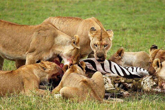 5 day 4 Nights Private Adventure Camping Norther Tanzania Safari - Day 3 Ngorongoro Crater floor drives, Big Five odds and spring break