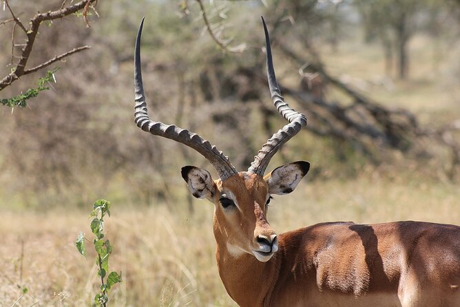 5 day 4 Nights Private Adventure Camping Norther Tanzania Safari - Day 5 Tarangire elephants and the return to Arusha