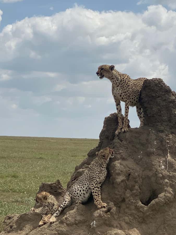 5-day Affordable Joint Group Safari (with Extra Activities) - Why This 5-Day Loop Hits the Best Parks