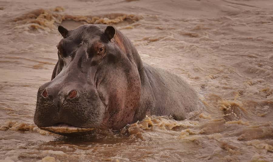 5-day Affordable Joint Group Safari (with Extra Activities) - Days 2-3 Serengeti: Wildebeest Country and Game Drives That Add Up