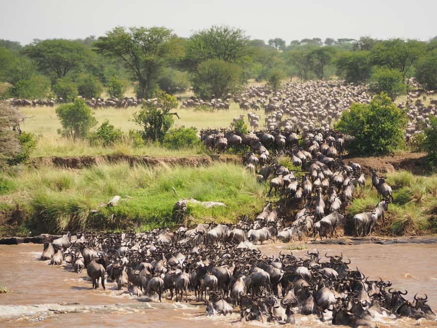 5-day Affordable Joint Group Safari (with Extra Activities) - Day 4 Ngorongoro Crater: Wildlife Concentration with a Big-Views Day
