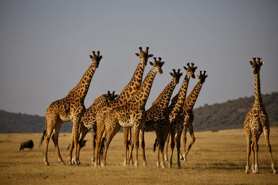 5-day Affordable Joint Group Safari (with Extra Activities) - Price and Value at $1,360: What Makes This Budget-Friendly