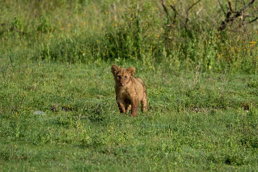 5-day Affordable Joint Group Safari (with Extra Activities) - Camping Reality Check: Sleep, Showers, and What to Pack