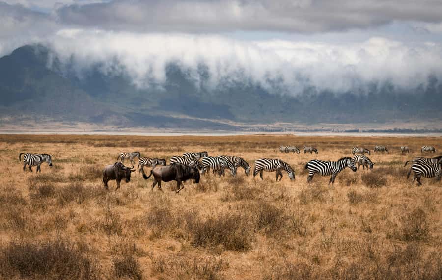 5-day Affordable Joint Group Safari (with Extra Activities) - FAQ