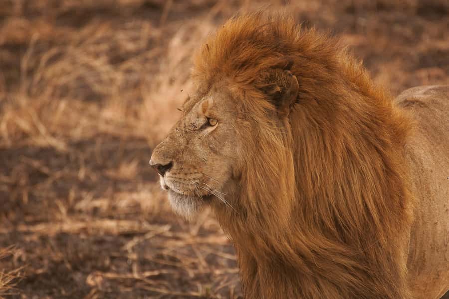 5-day Affordable Joint Group Safari (with Extra Activities) - Day 1 Tarangire: Elephants, Baobabs, and a Full Wildlife Morning