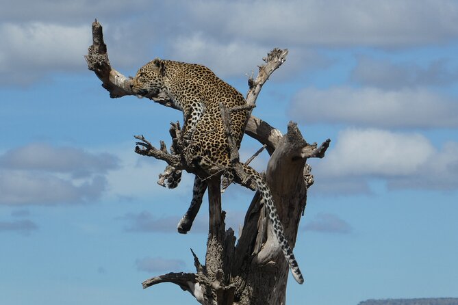 5-Day Group Tour Mid Range - Day 2 Serengeti Plains: Big Game at Endless Scale