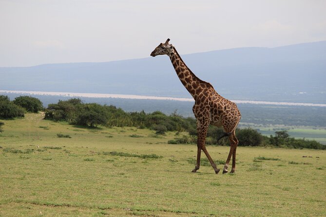 5-Day Highlights mid-Range Crater, Serengeti, Tarangire - Lodges and safari camp comfort on a mid-range circuit