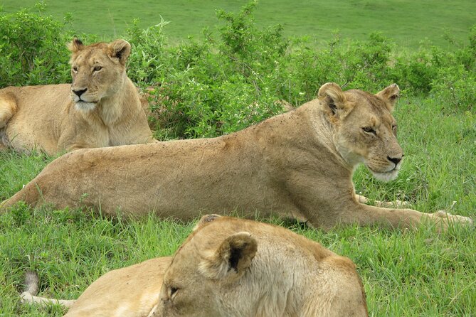 5-Day Lake Manyara, Serengeti, Ngorongoro Crater and Tarangire - A 5-Day Wildlife Loop From Arusha That Covers Tanzania’s Best Variety