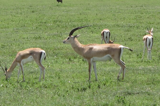 5-Day Lake Manyara, Serengeti, Ngorongoro Crater and Tarangire - Tarangire National Park: Baobabs, River Country, and Big Elephant Herd Energy