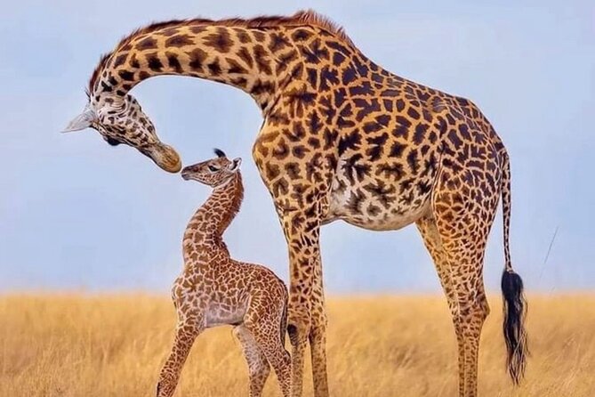 5-Day Lake Manyara, Serengeti, Ngorongoro Crater and Tarangire - Price and Logistics: What $1,250 Really Covers