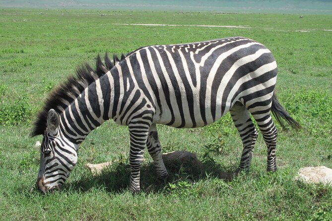 5-Day Lake Manyara, Serengeti, Ngorongoro Crater and Tarangire - Central Serengeti: Seronera River Country and the Rhythm of the Plains