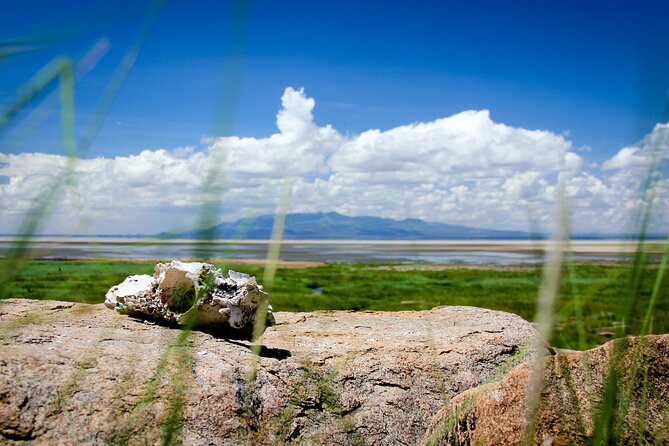5-Day Majestic Tanzania Safari - High End All Inclusive - Luxury all inclusive safari, start-to-finish from Kilimanjaro
