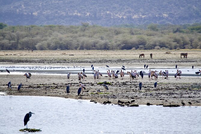 5-Day Majestic Tanzania Safari - High End All Inclusive - Serengeti Central: long game drives and a whole mix of wildlife