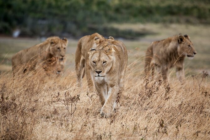5-Day Majestic Tanzania Safari - High End All Inclusive - Lake Manyara National Park: tree-climbing lions and a birding-friendly day