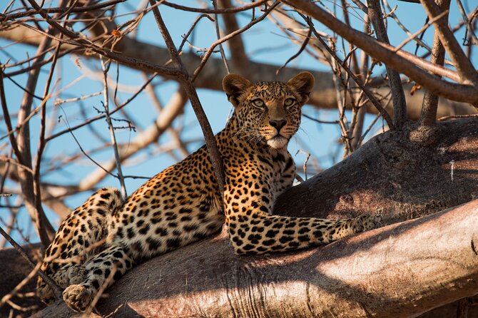 5-Day Mid-Range Safari in Tanzania - Arusha check-in: Kilimanjaro energy and a lodge break that matters