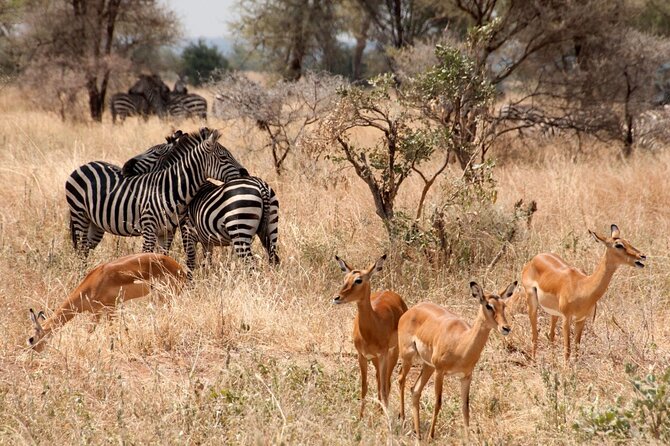 5-Day Mid-Range Safari in Tanzania - Lake Manyara National Park: groundwater forest, Rift Valley views, and flamingo season awareness