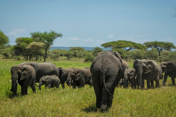 5-Day Mid-Range Safari in Tanzania - Support and guiding style you can plan around