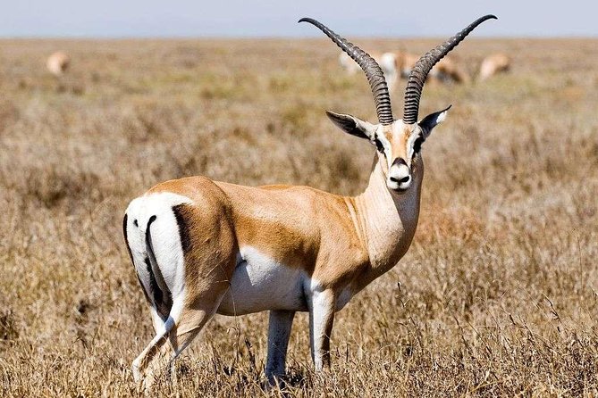 5 Day Mid range Tanzania Safari - Key Highlights You’ll Care About