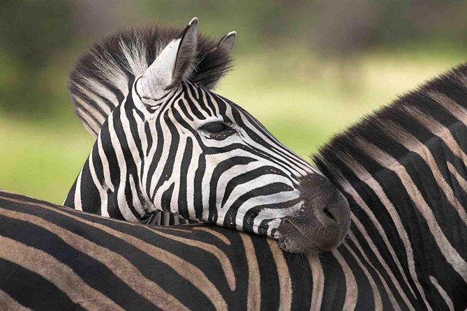 5 Day Mid range Tanzania Safari - Price and Value: What $2,600 Really Covers