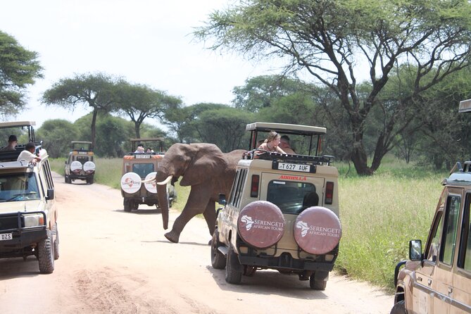 5 Day Mid range Tanzania Safari - Serengeti Arrival via Karatu: From Farmland Edges to Open Plains