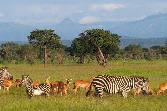5-Day Mikumi & Ruaha Tanzania Wildlife Lodge Safari - Key highlights to notice before you go