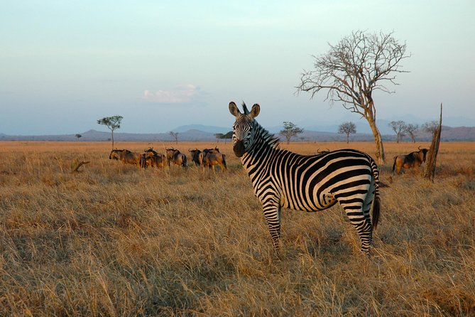 5-Day Mikumi & Ruaha Tanzania Wildlife Lodge Safari - Mikumi and Ruaha are a smart choice for a 5-day safari