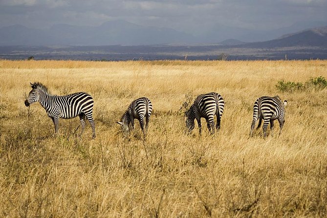 5-Day Mikumi & Ruaha Tanzania Wildlife Lodge Safari - Day 1: Mikumi game drives after breakfast