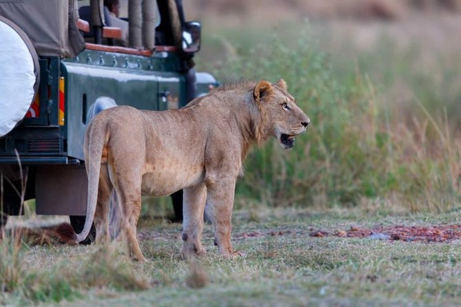 5-Day Mikumi & Ruaha Tanzania Wildlife Lodge Safari - Day 3: Ruaha river-edge wildlife, antelope, and predators