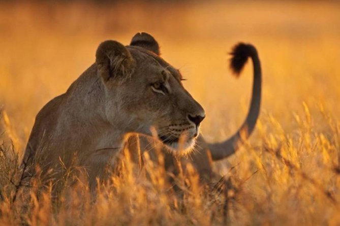 5-Day Mikumi & Ruaha Tanzania Wildlife Lodge Safari - Day 4: A Ruaha walking safari plus a return toward Iringa