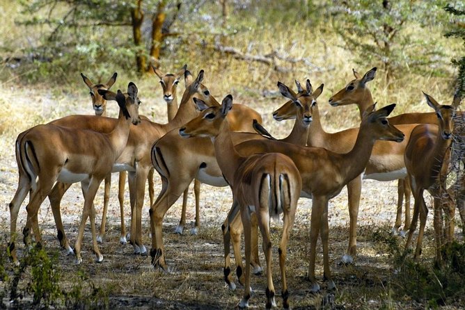 5-Day Mikumi & Ruaha Tanzania Wildlife Lodge Safari - Day 5: Isimila Stone Age Site, then back to Dar es Salaam
