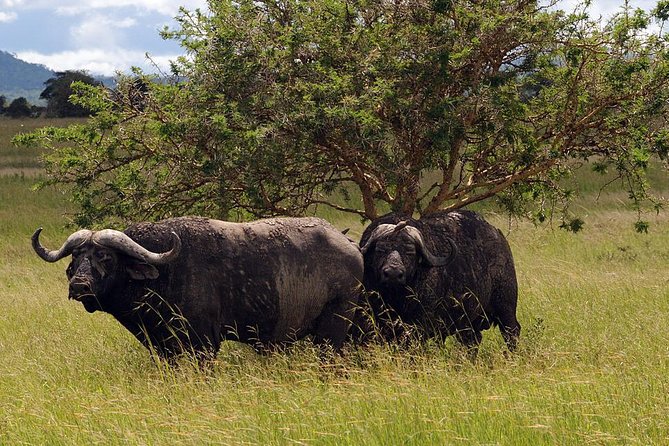 5-Day Mikumi & Ruaha Tanzania Wildlife Lodge Safari - Price and value: what $1,700 covers, and what it does not