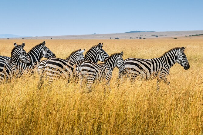 5-Day Ngorongoro Crater and Lake Manyara Safari from Arusha - The day-by-day route, and why each stop matters