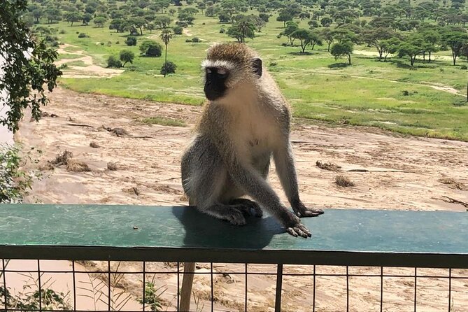 5-Day Ngorongoro Crater and Lake Manyara Safari from Arusha - Group size and how it affects your safari feel