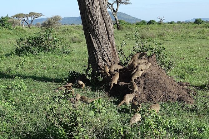 5-Day Ngorongoro Crater and Lake Manyara Safari from Arusha - Should you book this 5-Day safari with Cubs Expeditions?