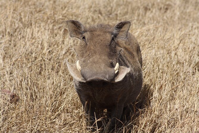 5-Day private Camping Safari Tour in Tanzania - Why This Private Camping Safari Route Feels Efficient