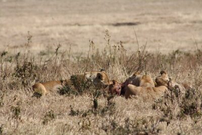 5-Day private Camping Safari Tour in Tanzania