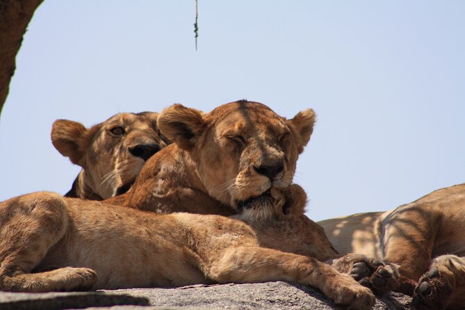 5-Day private Camping Safari Tour in Tanzania - Day 5 Ngorongoro Crater Descent and Lake Magadi