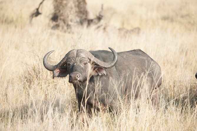 5-Day private Camping Safari Tour in Tanzania - Camping Safari Comfort, Meals, and How to Pack Smarter